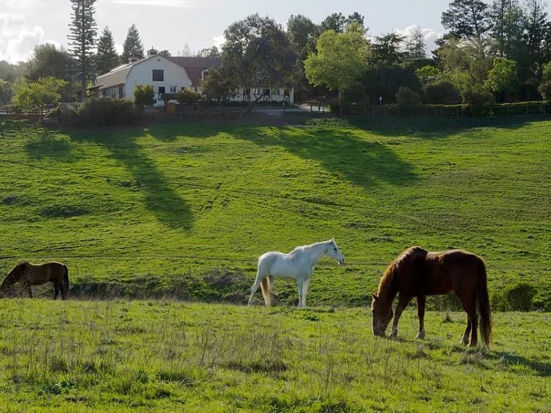 Why homeowners choose window replacement in Los Altos Hills